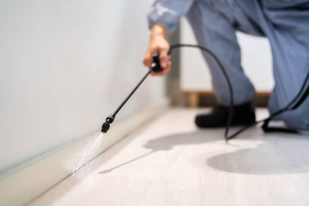 Certified termite inspector examining foundation in Imperial Beach