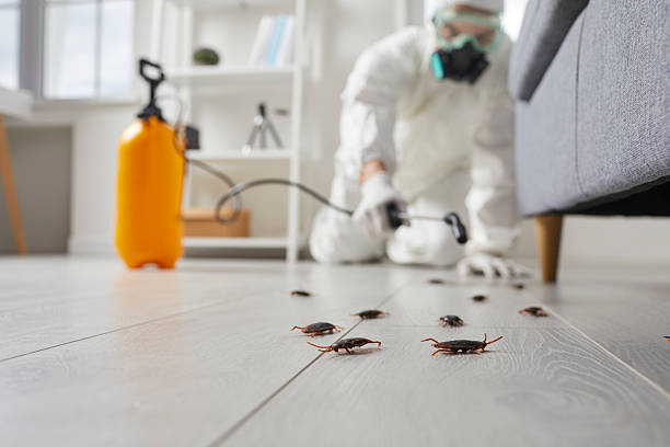 Commercial Rodent Management in Imperial Beach